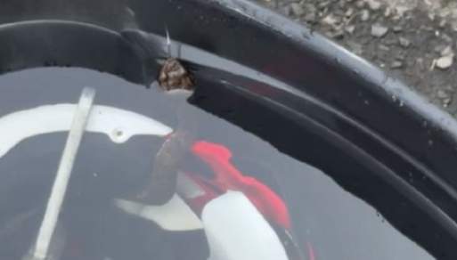 2-Foot Cottonmouth Snake Found in Arkansas High School Football Player Helmet